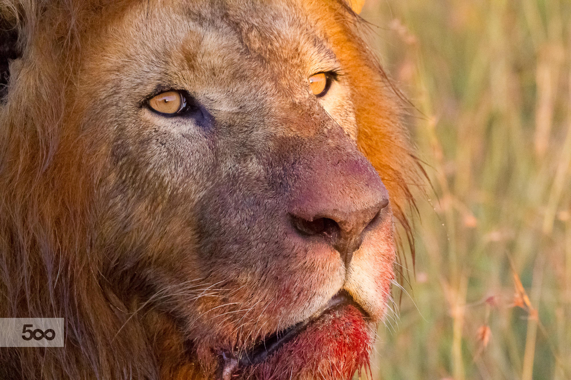 King at Breakfast - portrait