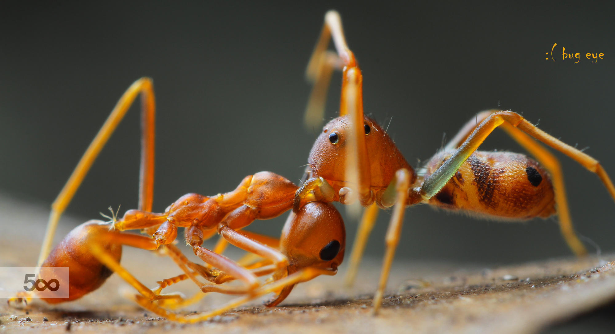 ant-mimic Spider