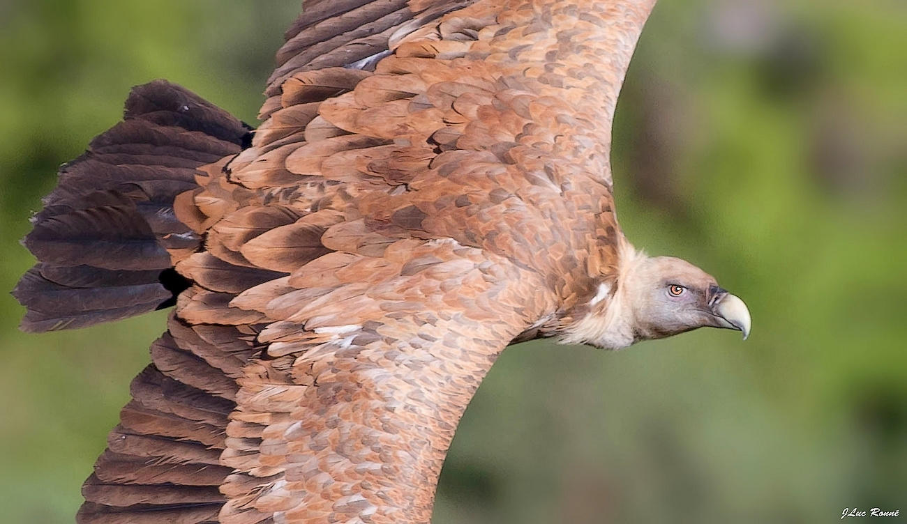 VAUTOUR FAUVE (2)