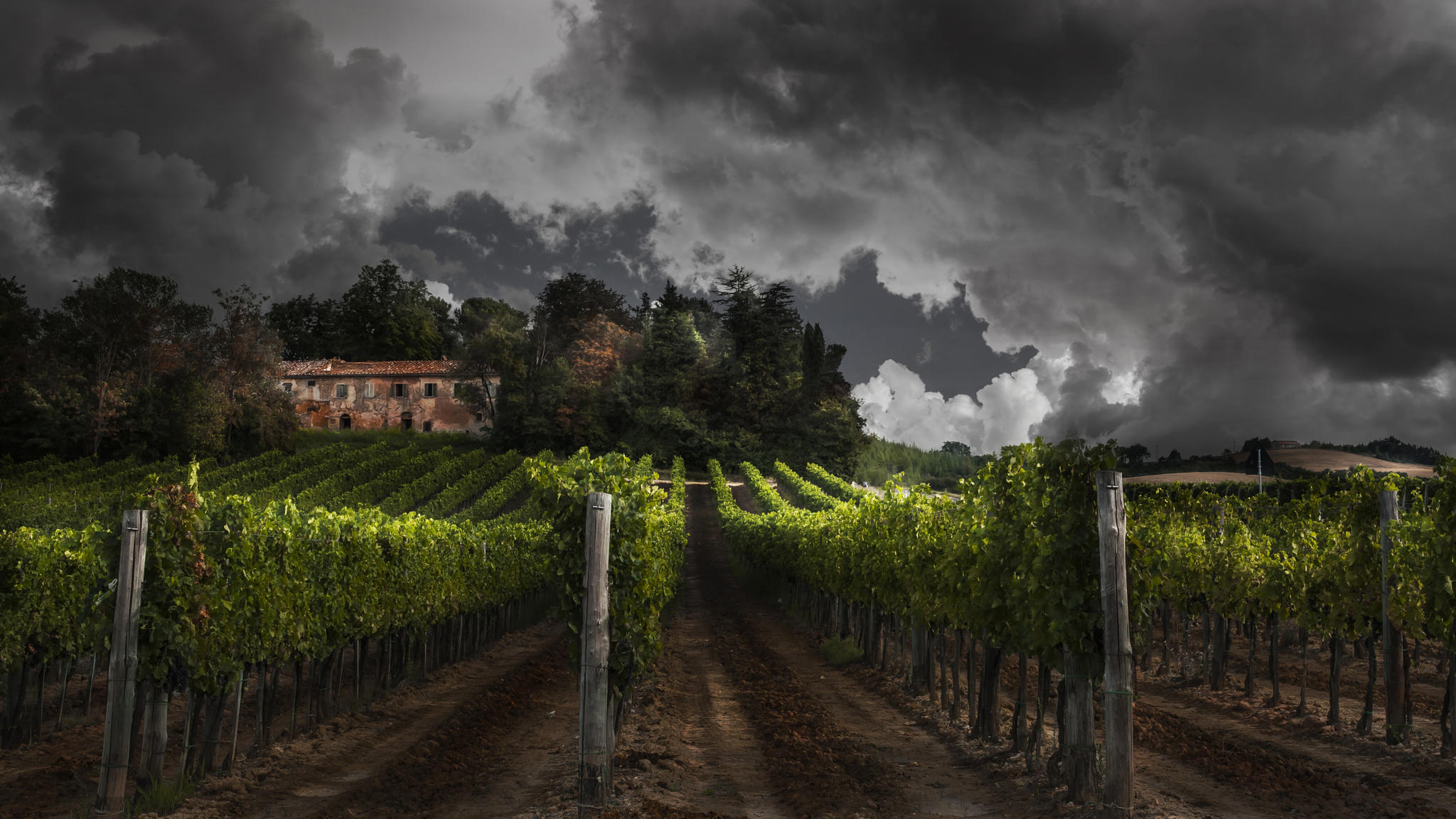 Farmhouse with vineyard