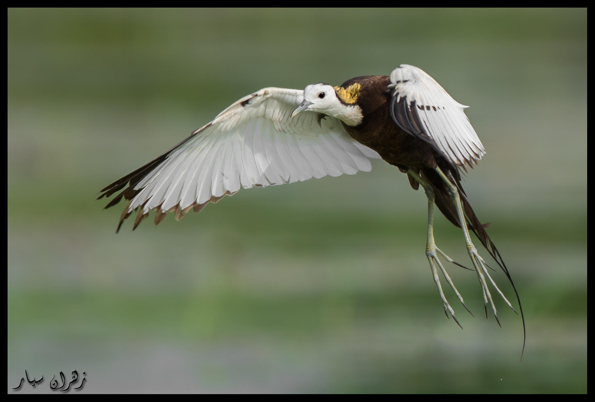 Beauty in landing gear !