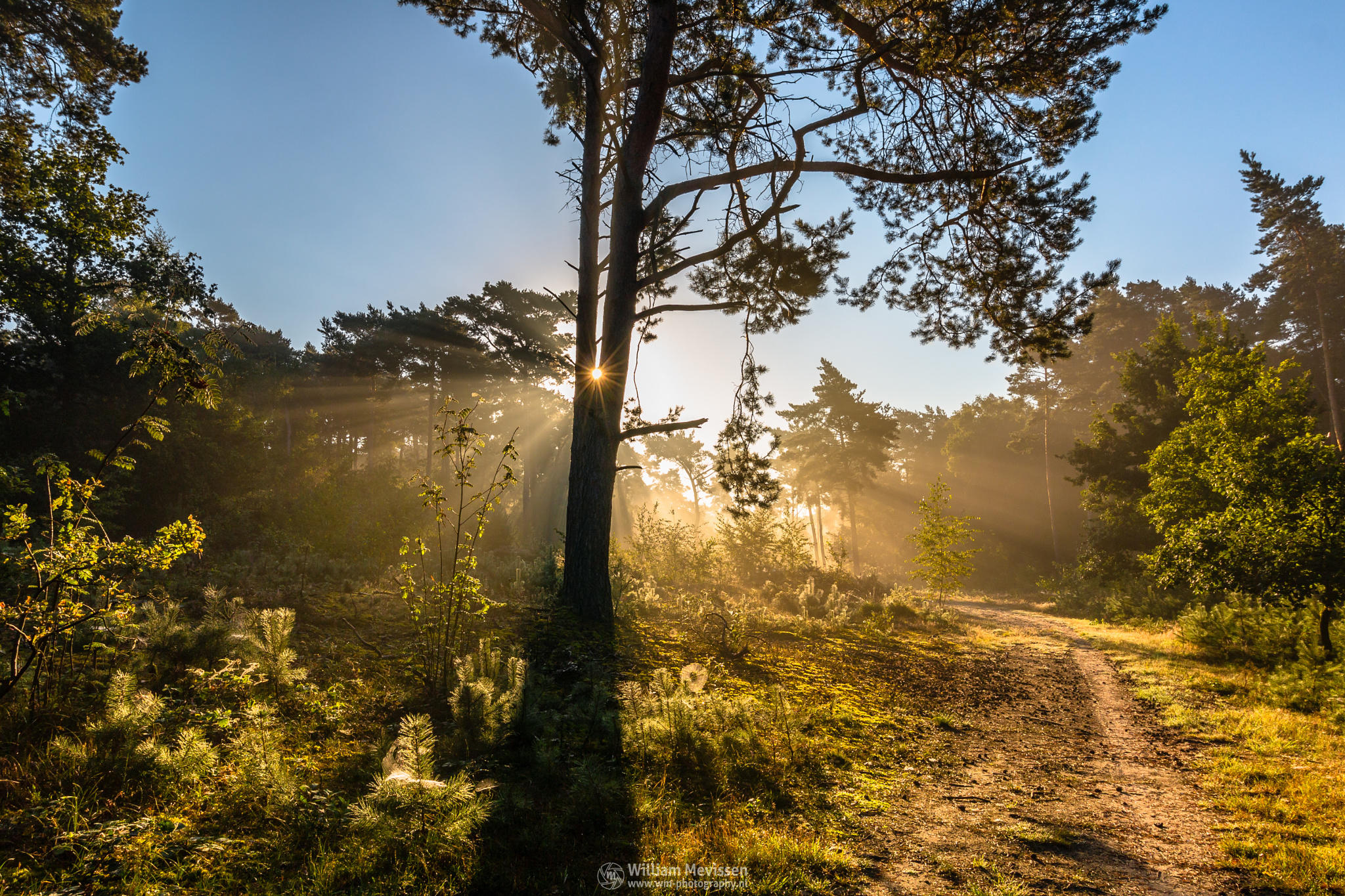 Trees of Light