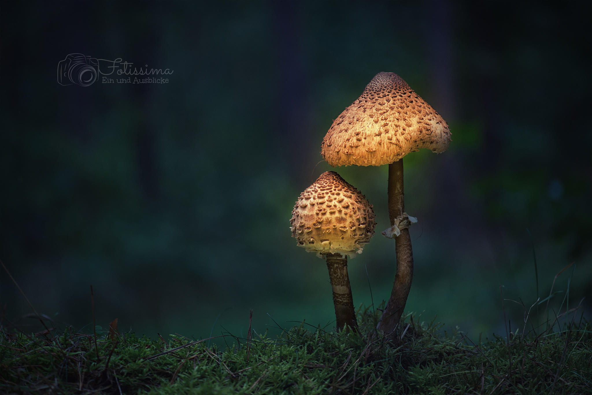 parasol mushrooms