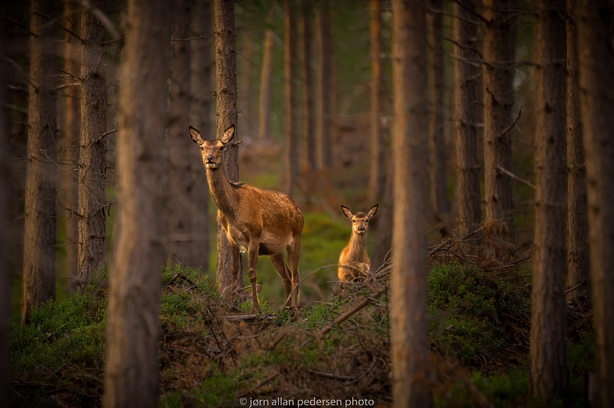 Protecting Mom