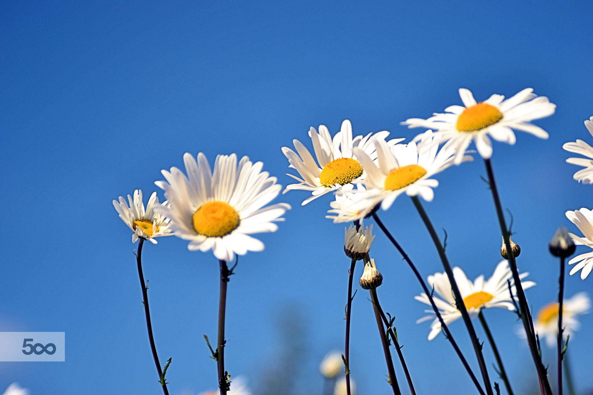 Flowers and Blue Sky