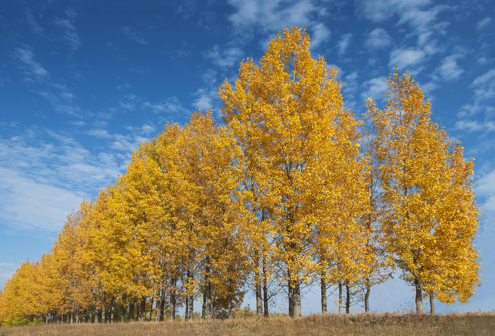 Golden Autumn