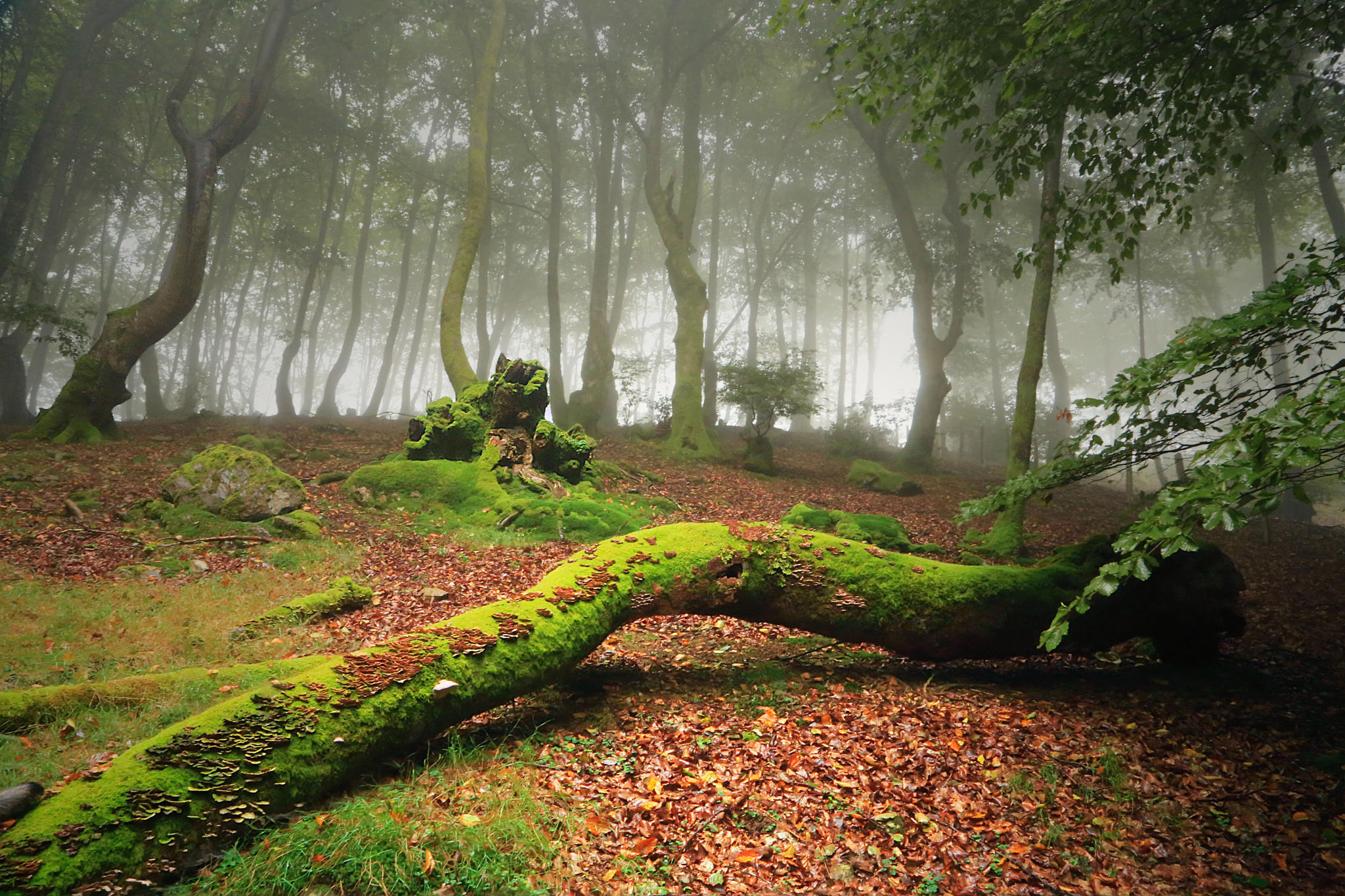 FOREST OF BAZTAN / BOSQUE DE BAZTAN