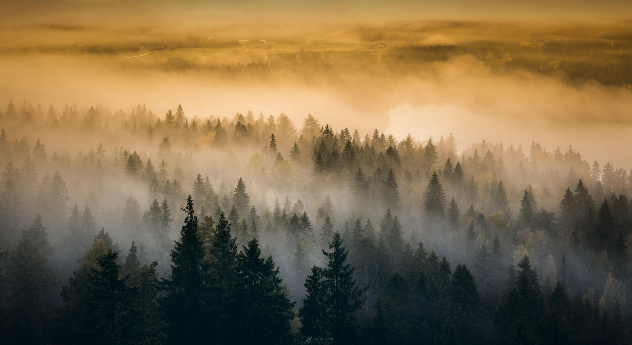 Misty Morning on Valley