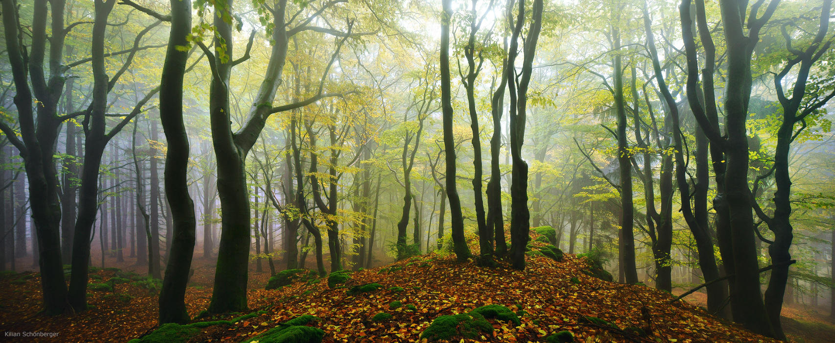 Autumnal Beech Forest