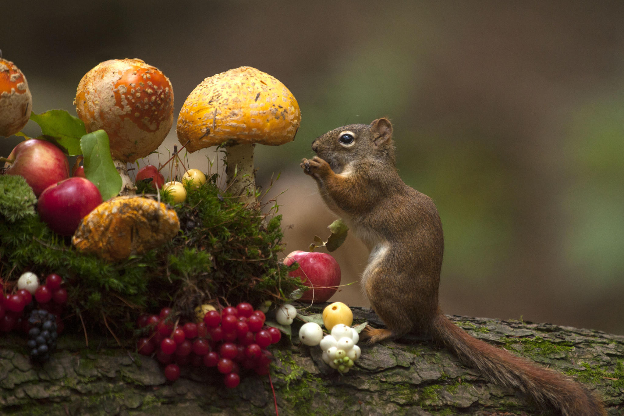 Белки собирают грибы. Осень животные. Осень грибы. Грибы ягоды орехи. Осенние ягоды в лесу.