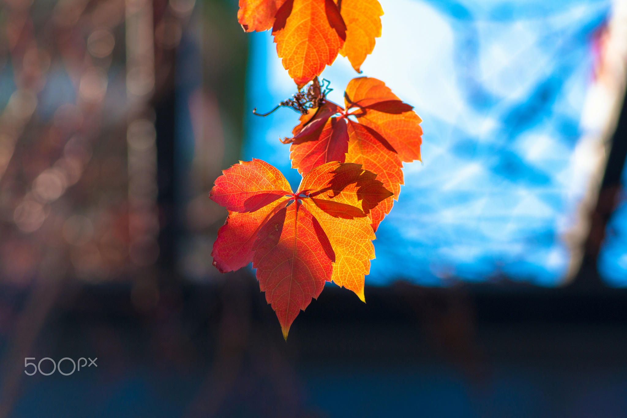 Red leaves