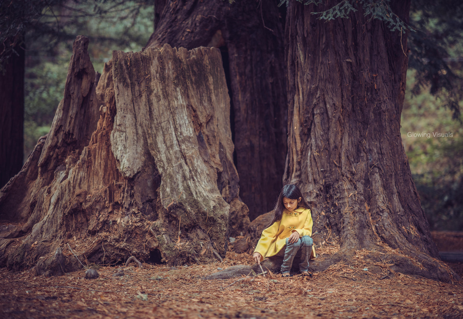 Alisa - Under the Redwoods