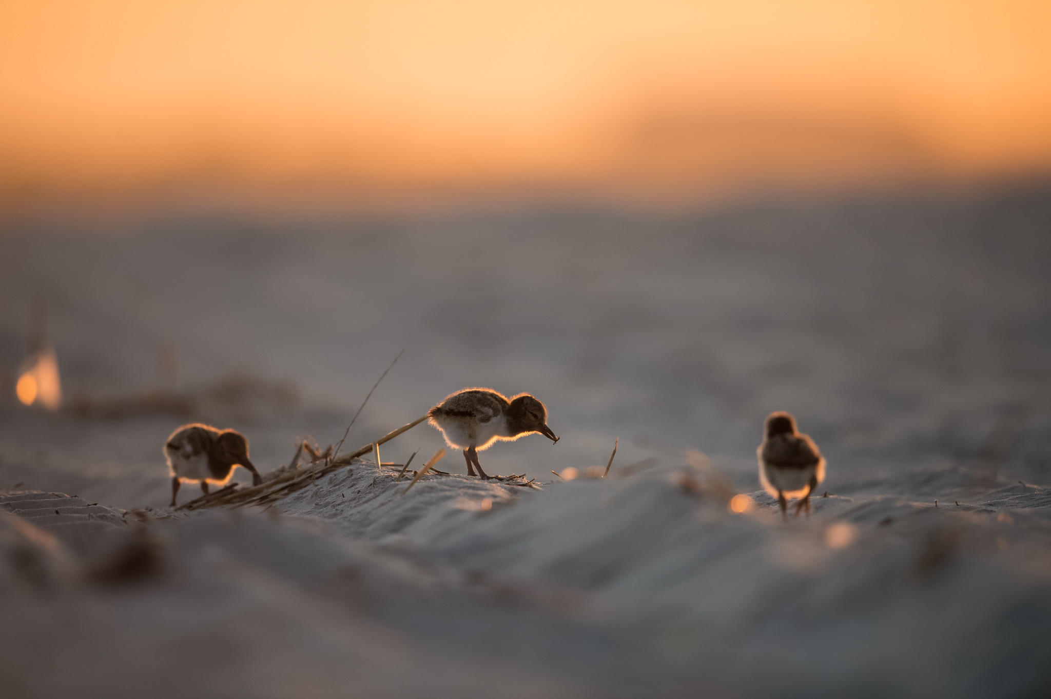 Oystercatchers