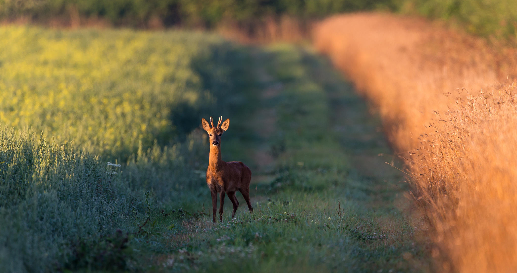 little buck