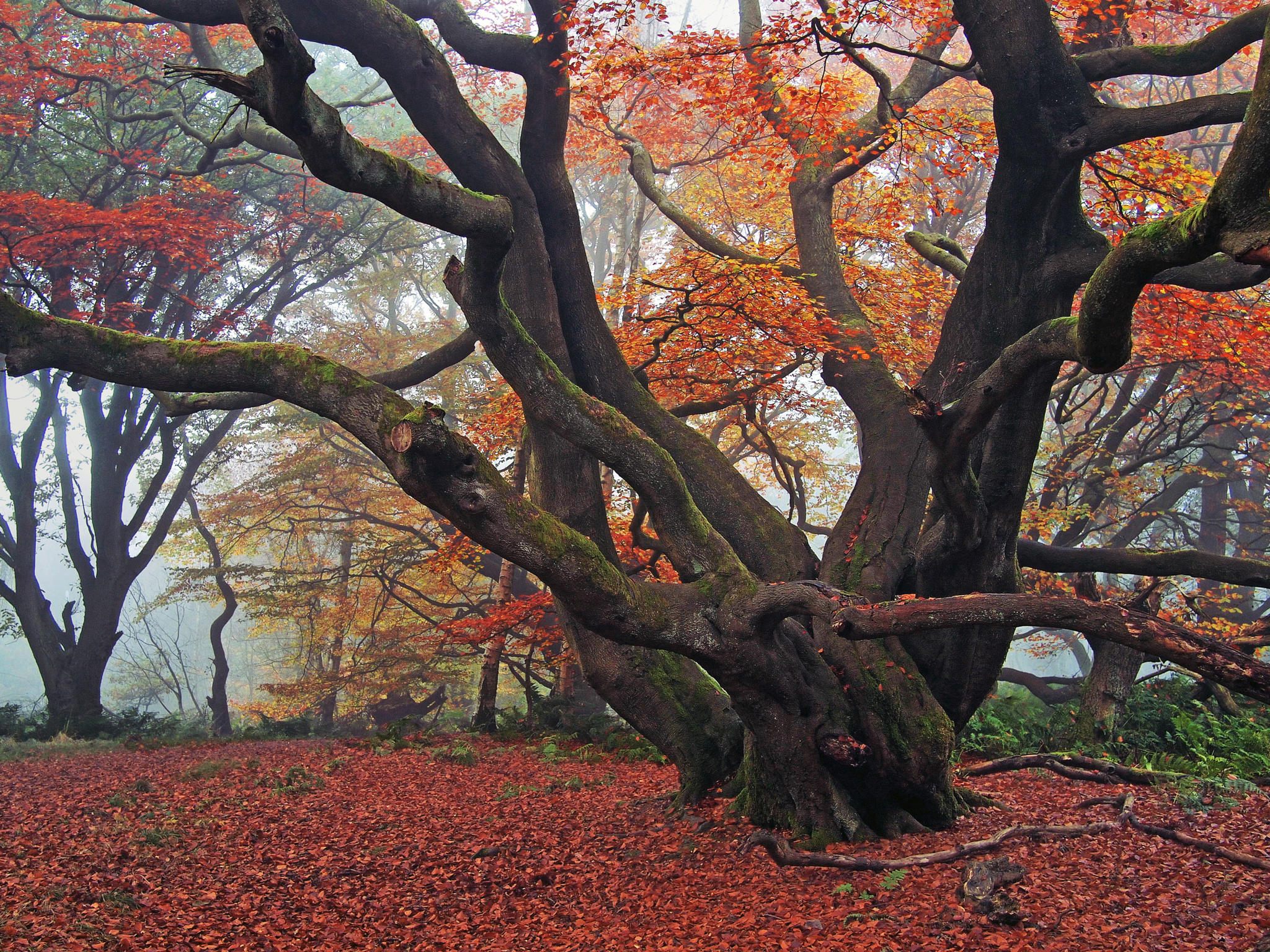 Last of the Autumn wine