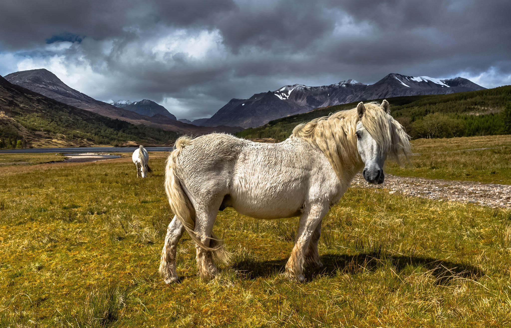 Highland Pony, Torridon, Scotland