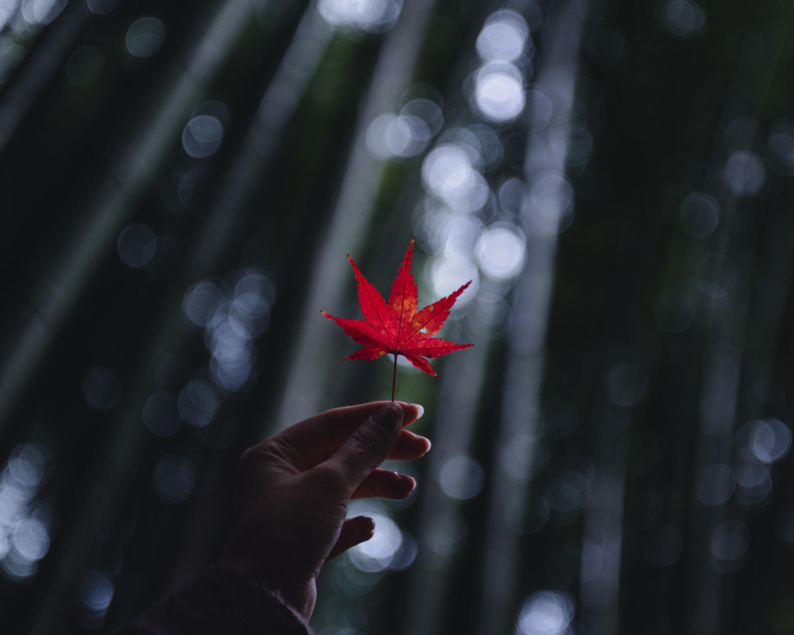 japanese maple leaves.