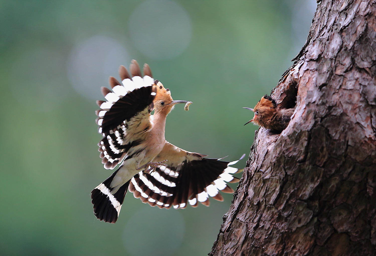 Hoopoe (후투티)