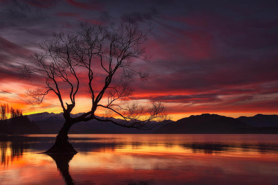 Flame Tree.