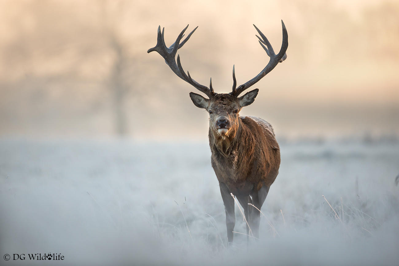 Winter Deer