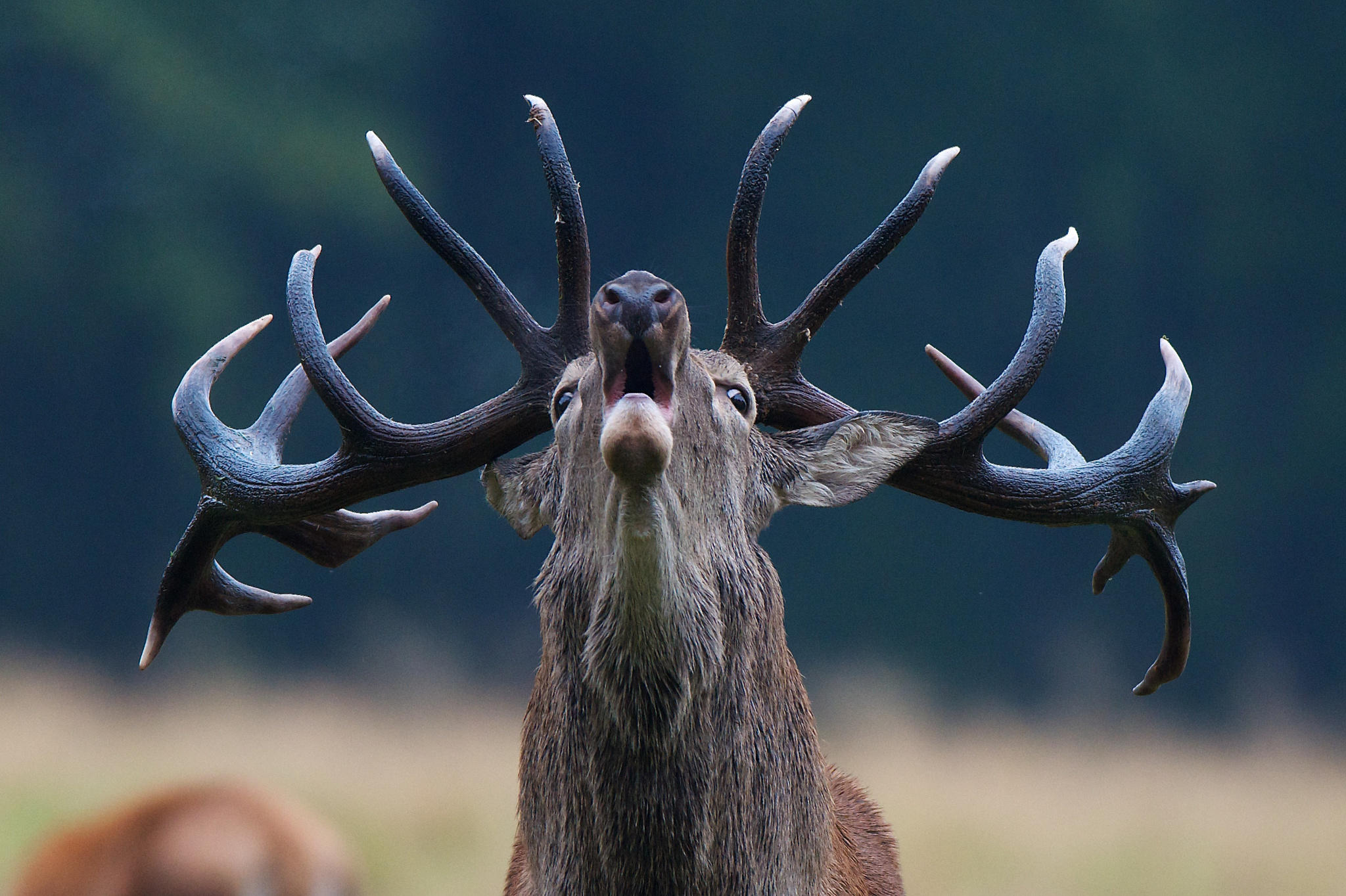 Red deer during rutting