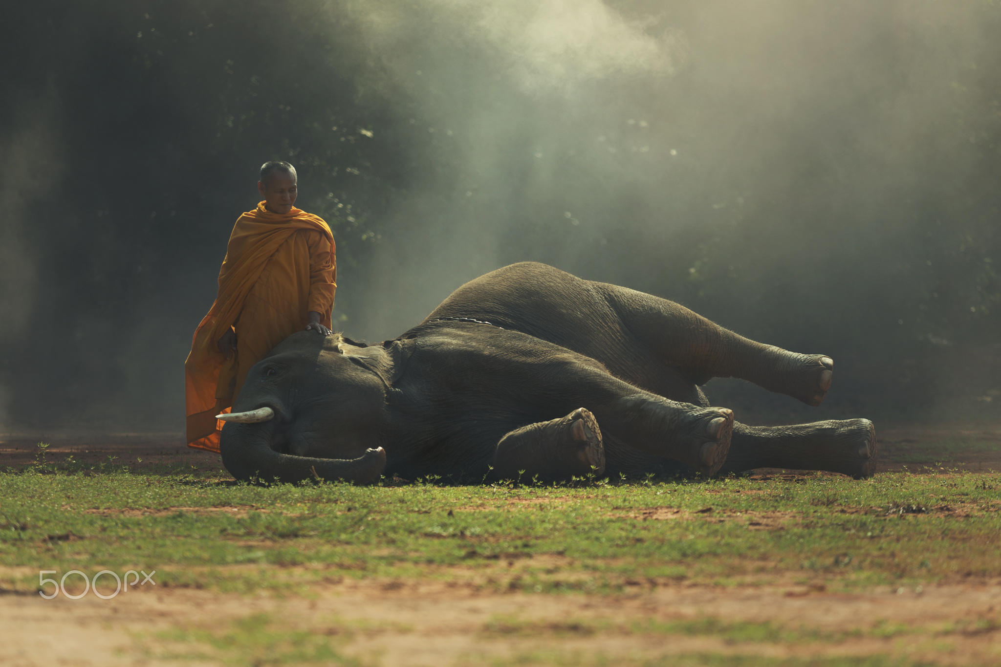 Monk with baby elephant