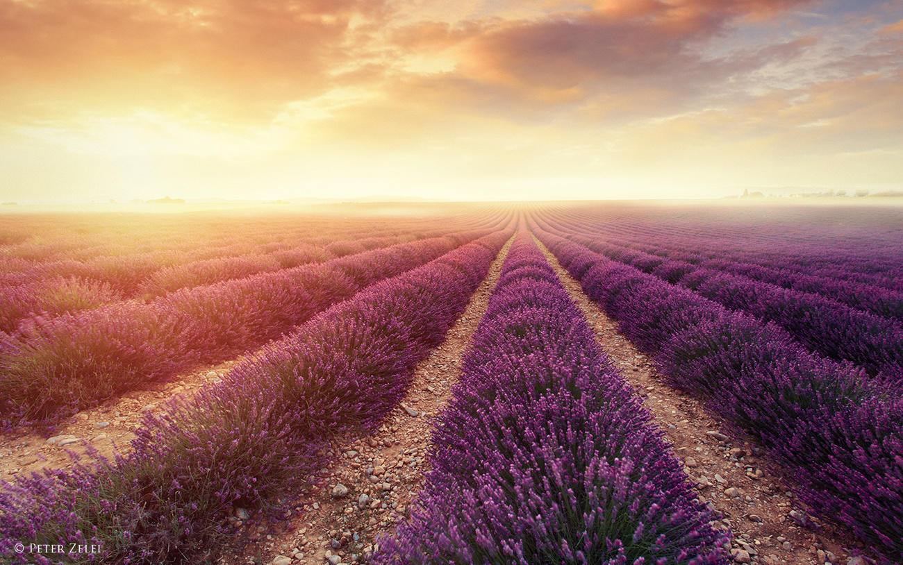 Lavender fields in Provence