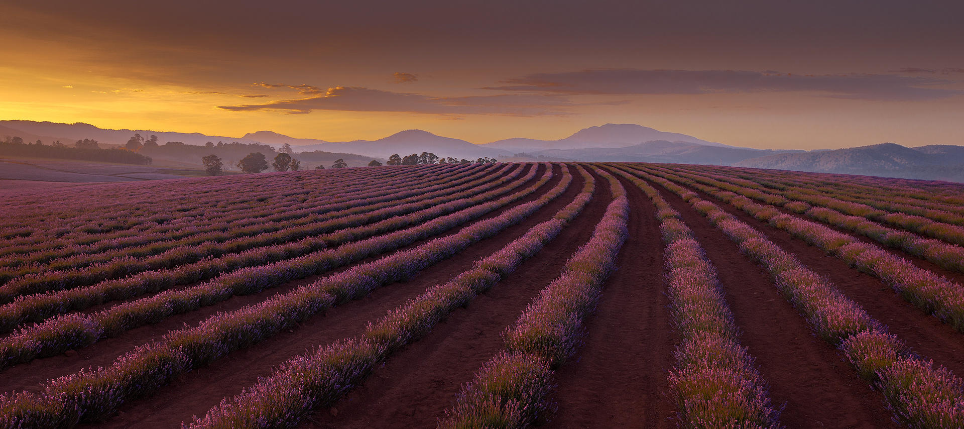 Lavender Sunrise