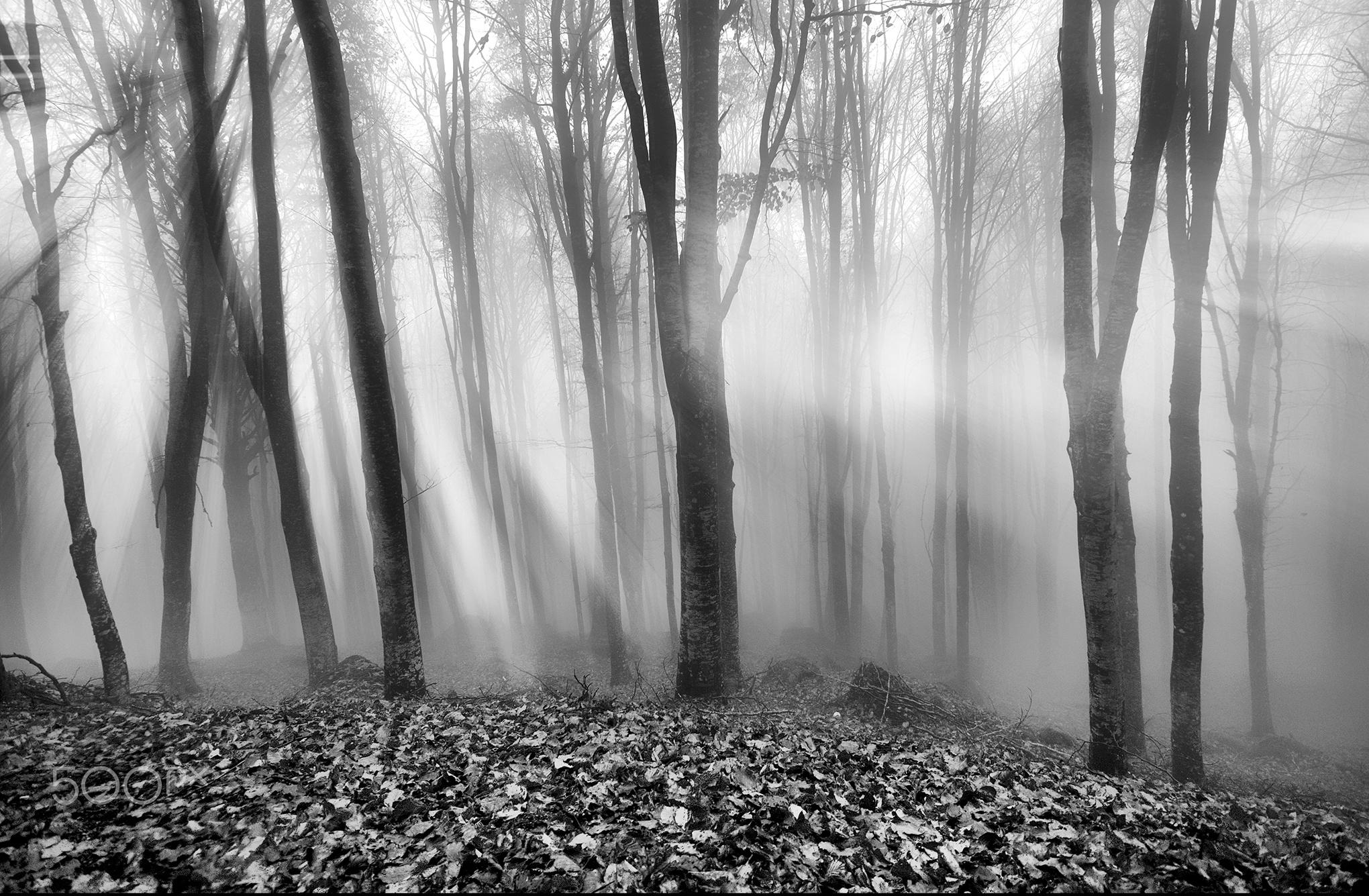 Серо белые картинки. Серый лес. Чёрно белый лес. Черно белый лес. Мрачная осень.