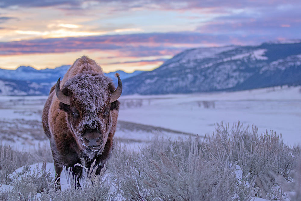 Dawn of the Bison