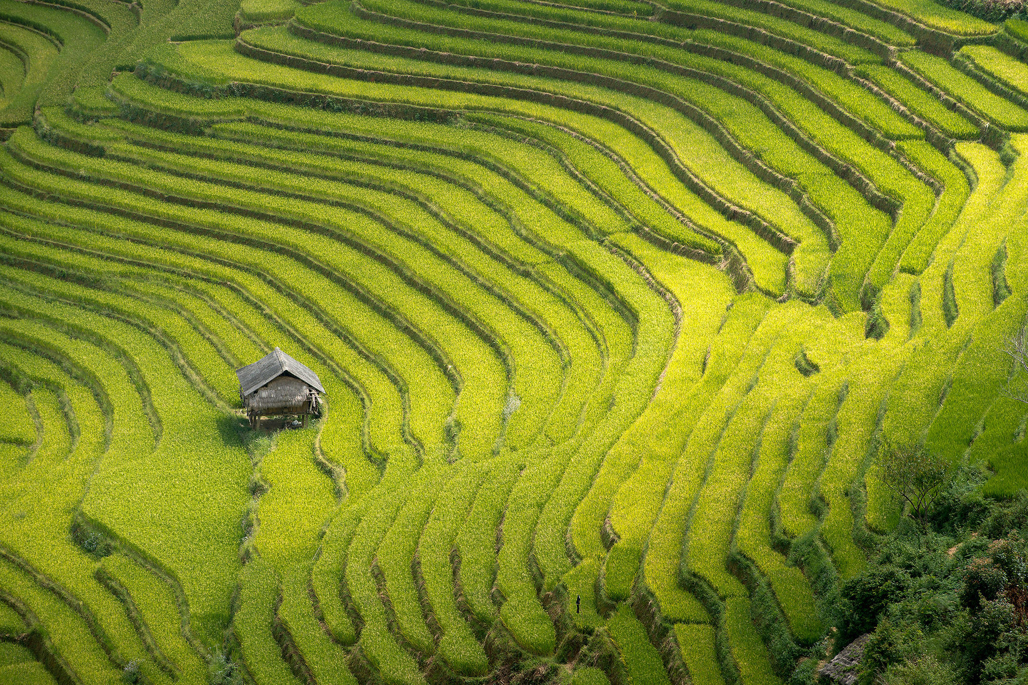 Rice terraces in Mu Cang Chai, North Vietnam