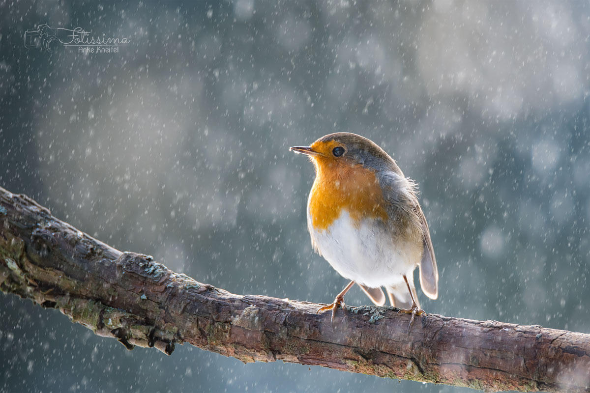 robin in snow