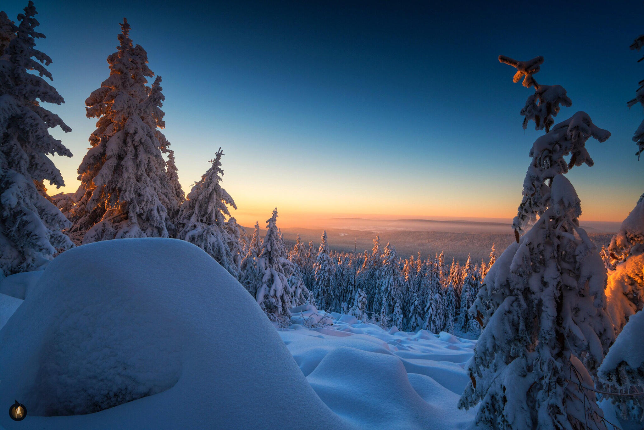 The frozen Trees