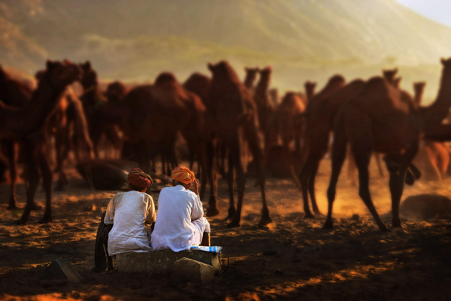印度骆驼节