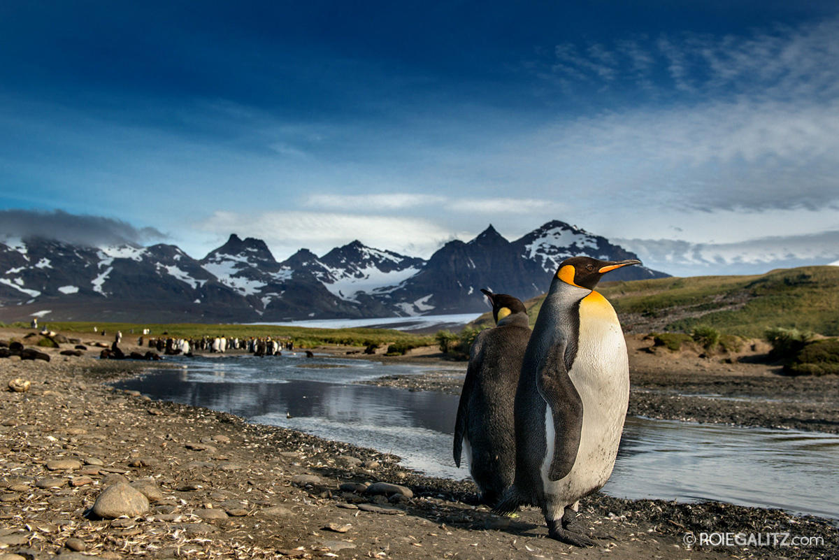 Penguin Paradise