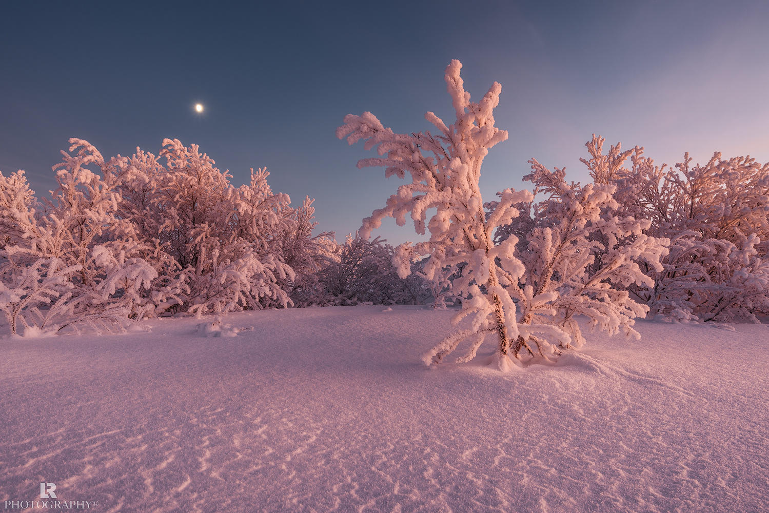 Pink Frost