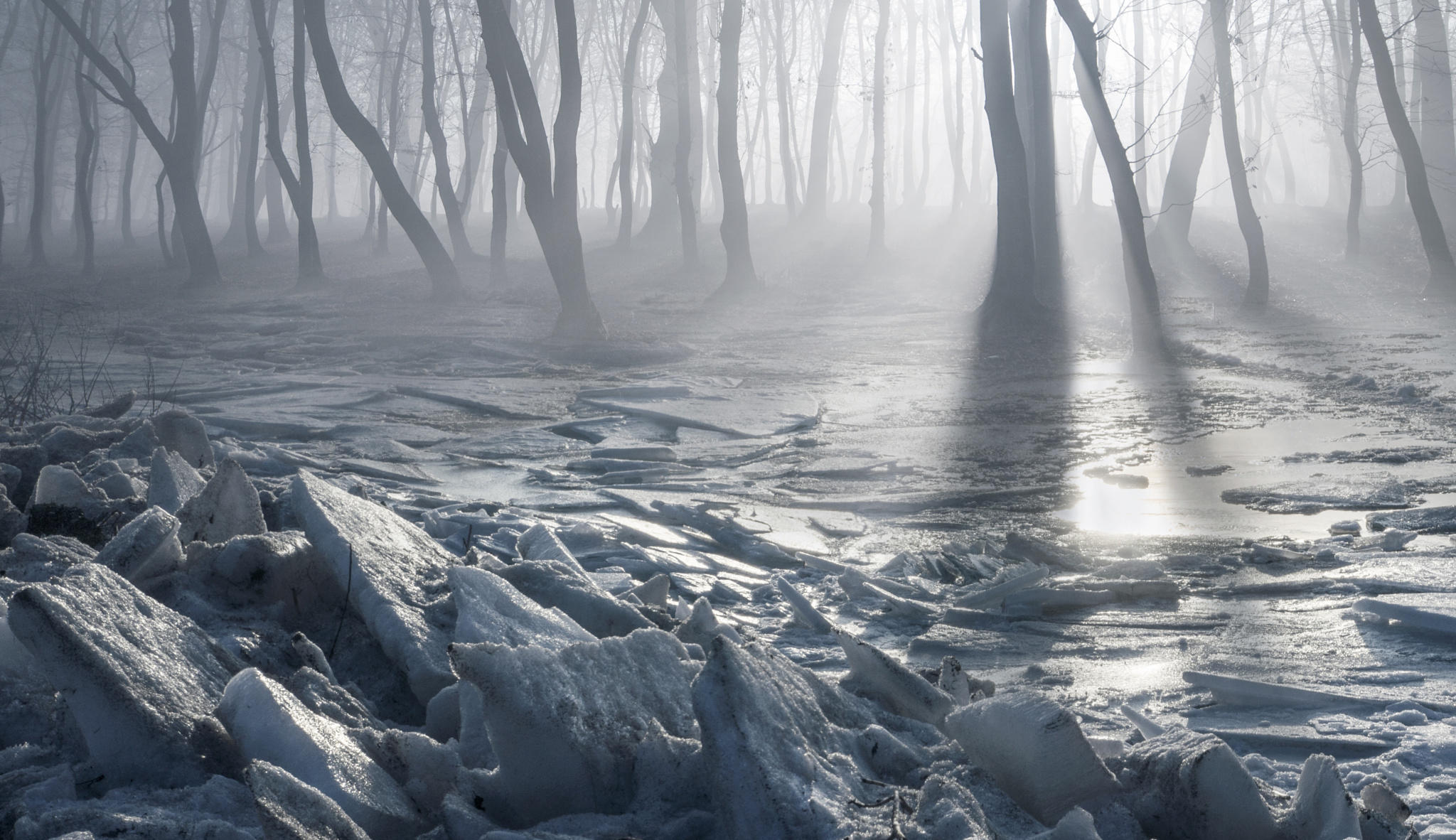 Cold and dark. Мрачный зимний пейзаж. Мрачный зимний лес. Туманный зимний лес. Зима туман.
