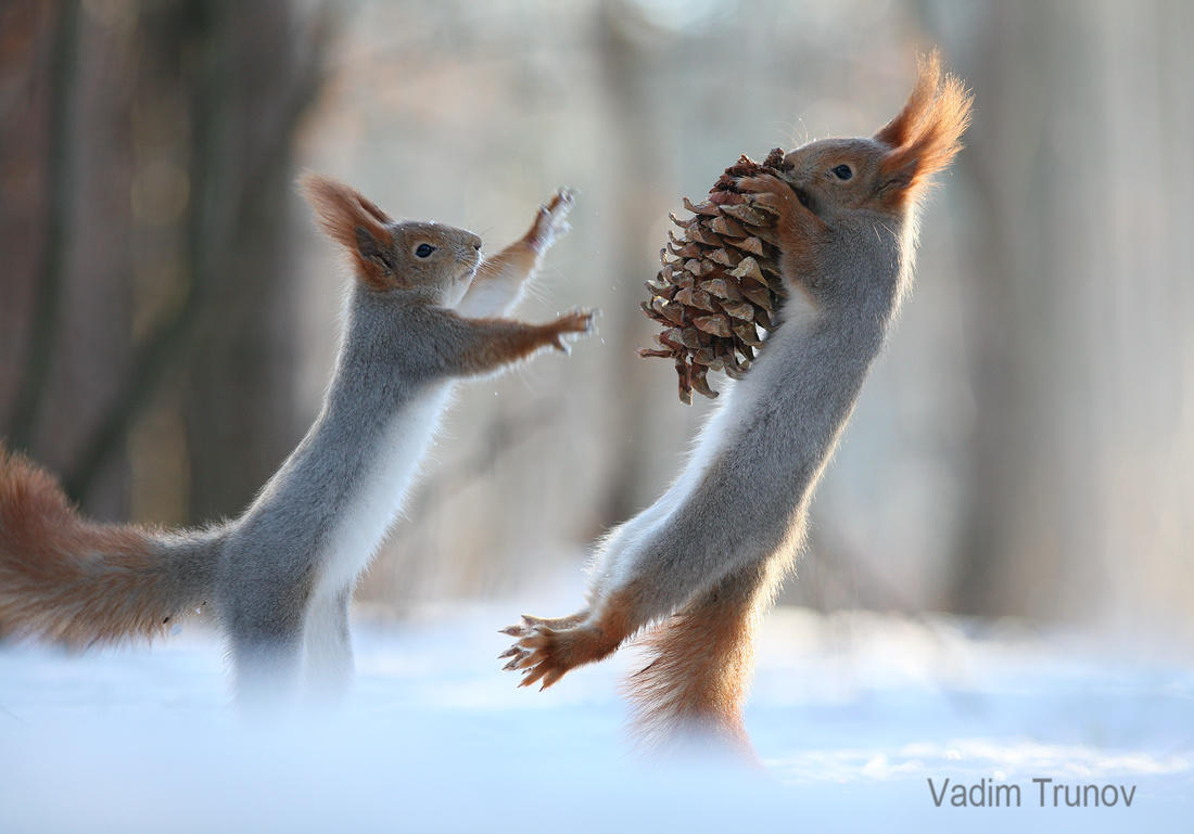 Squirrel Kung Fu