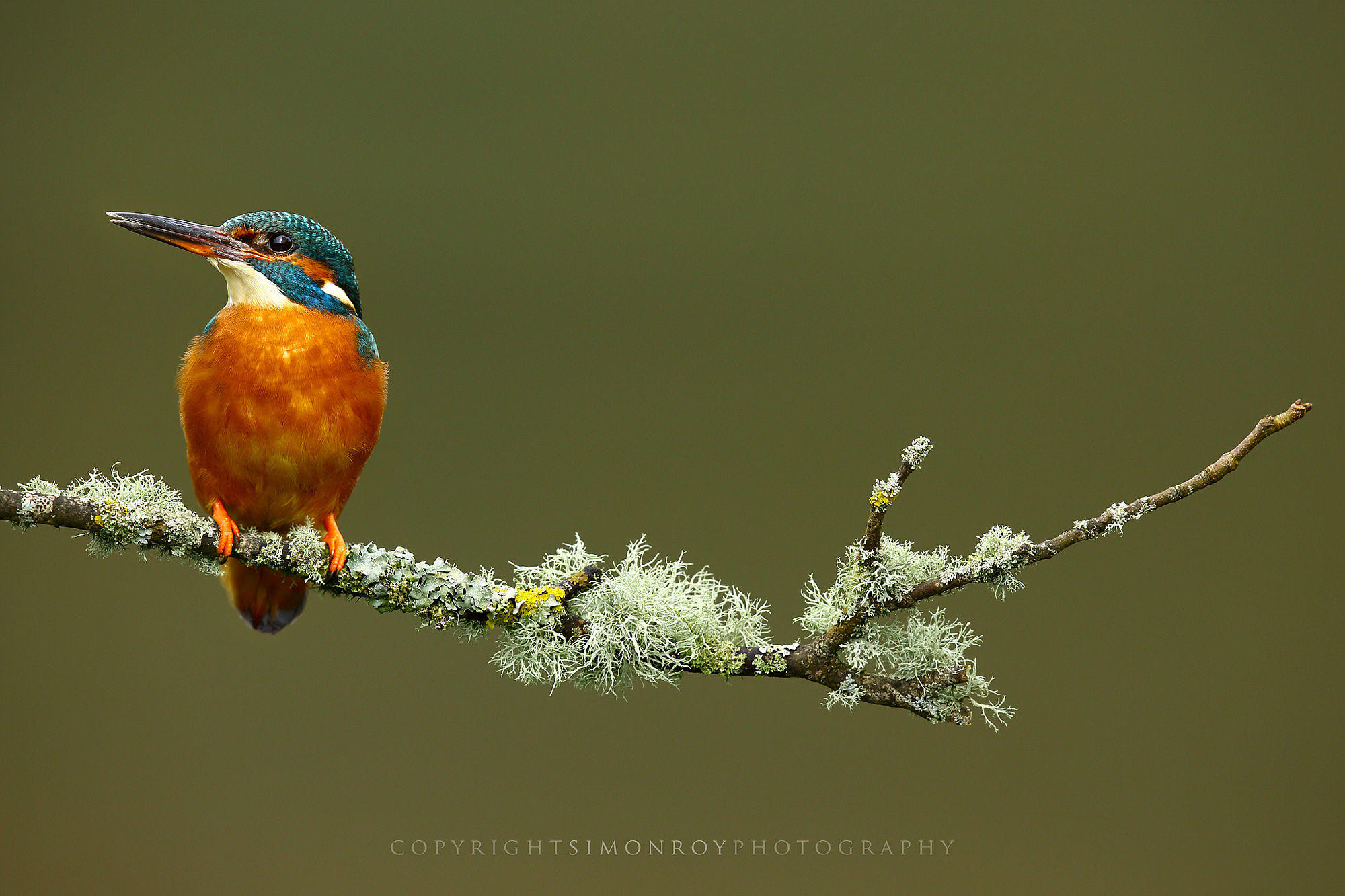 Kingfisher