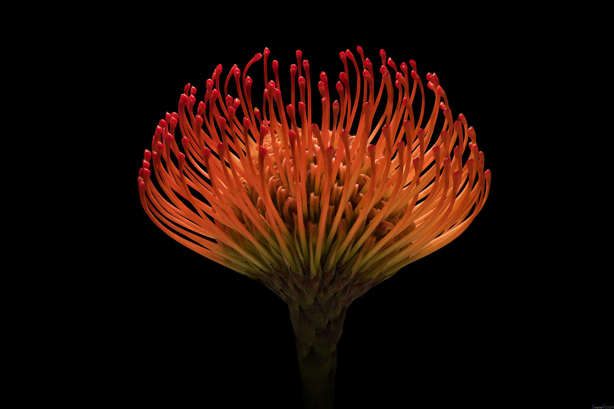 Protea Pincushion.