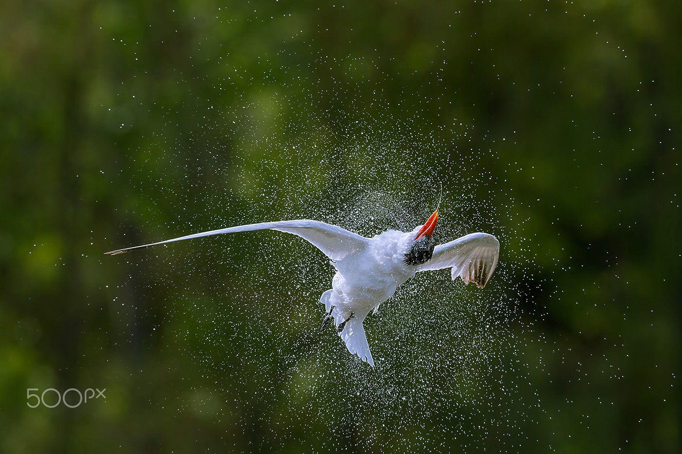 Birds waiting. Птица бобо. Птица бобо фото. Favorite White Bird. Peter Norvig photo White Birds.