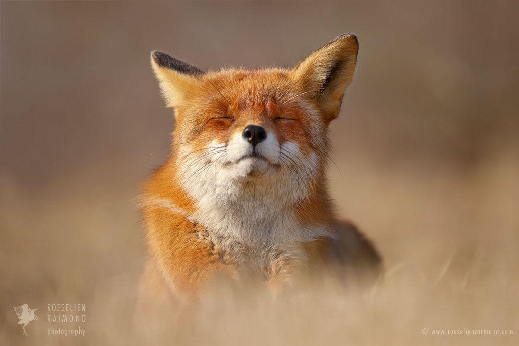 Happy Fox is Happy