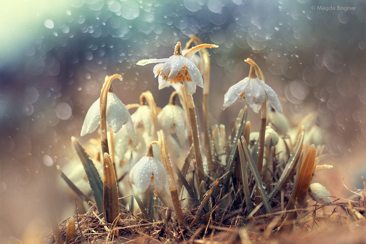 Snowdrops