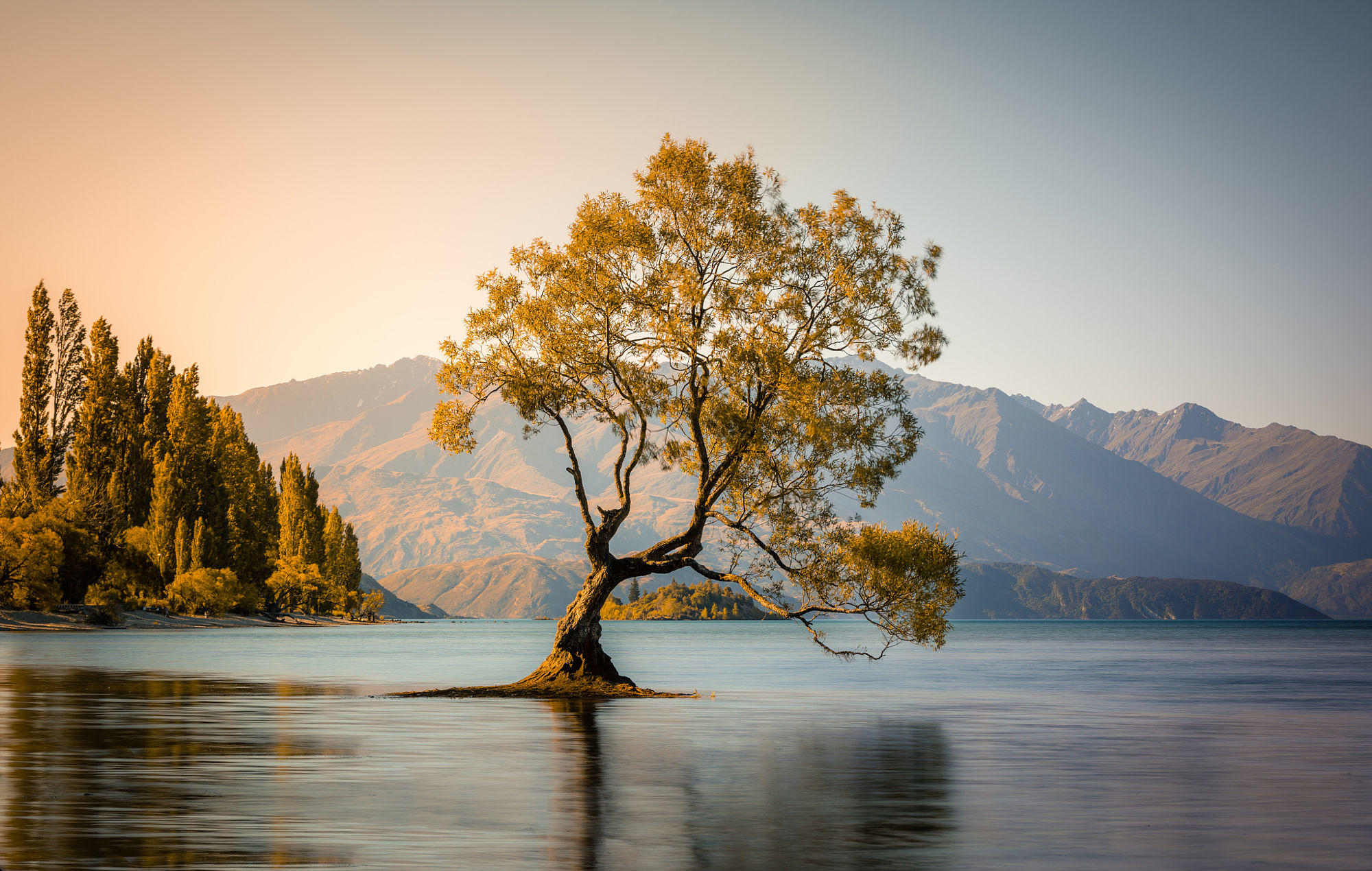 That Wanaka Tree !