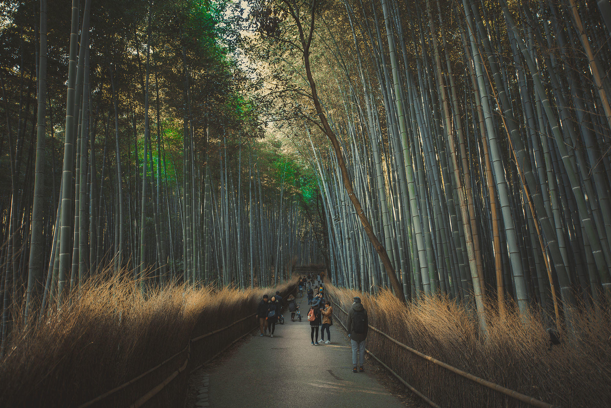 Kyoto's Arashiyama forest