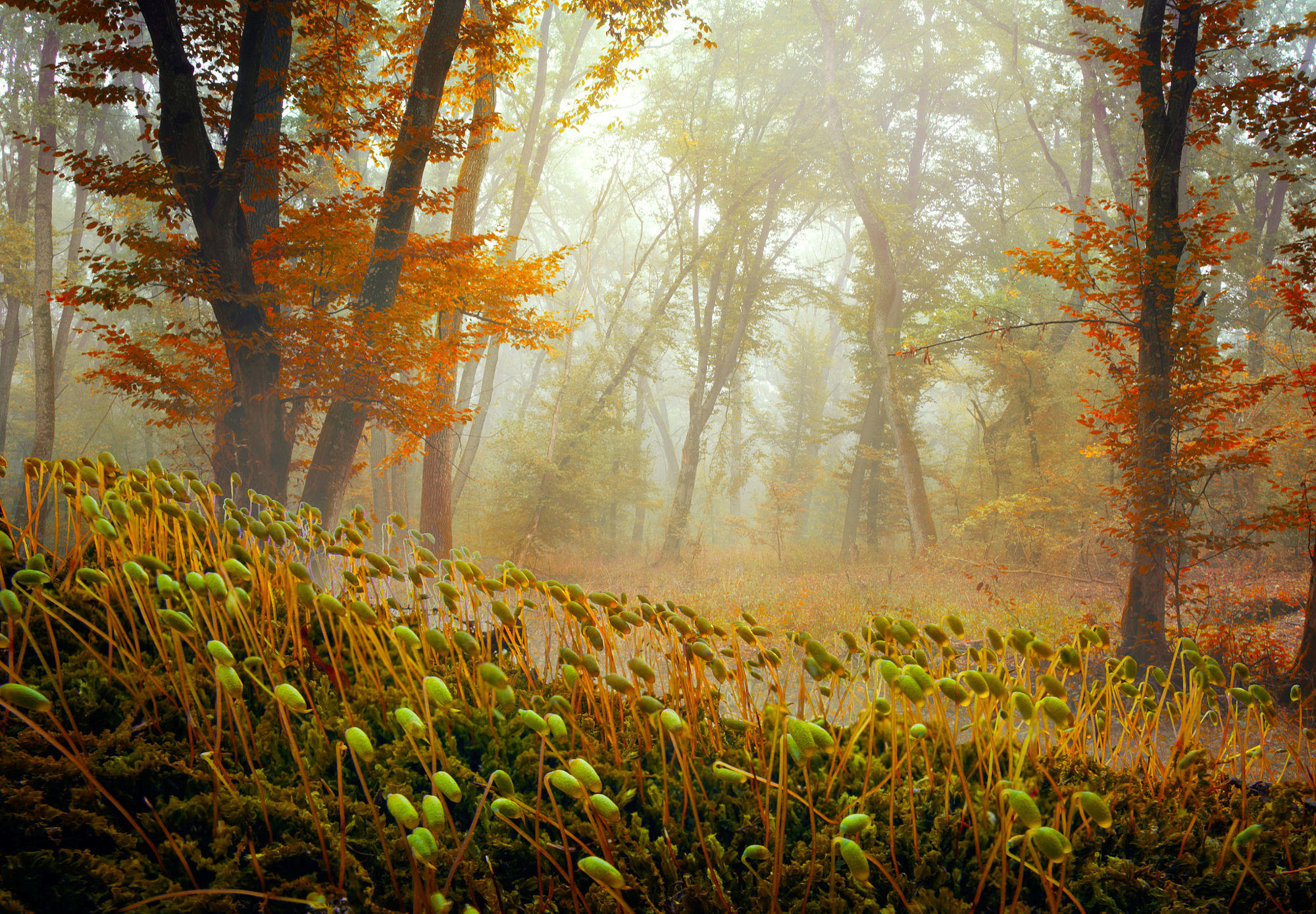 The Moss Carpet