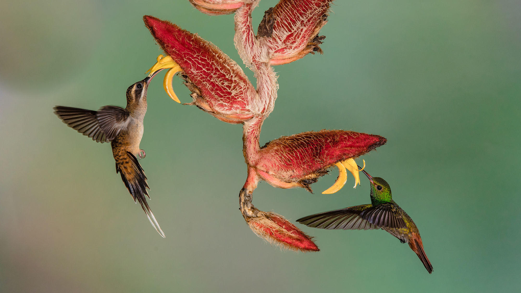 Hummingbirds