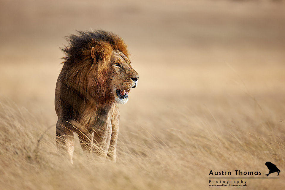 A Male Lion feeling the breeze...