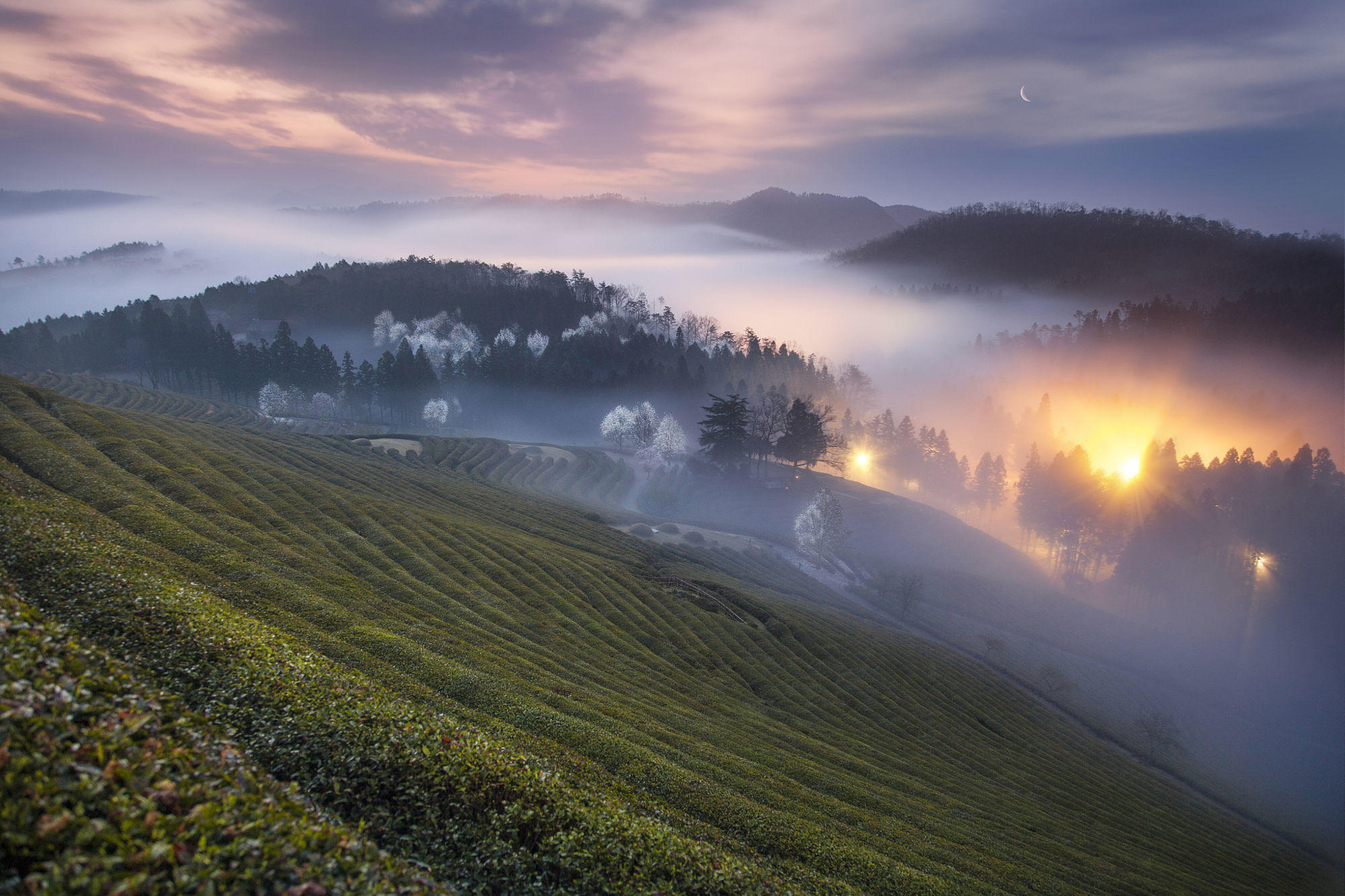 Misty Green tea field