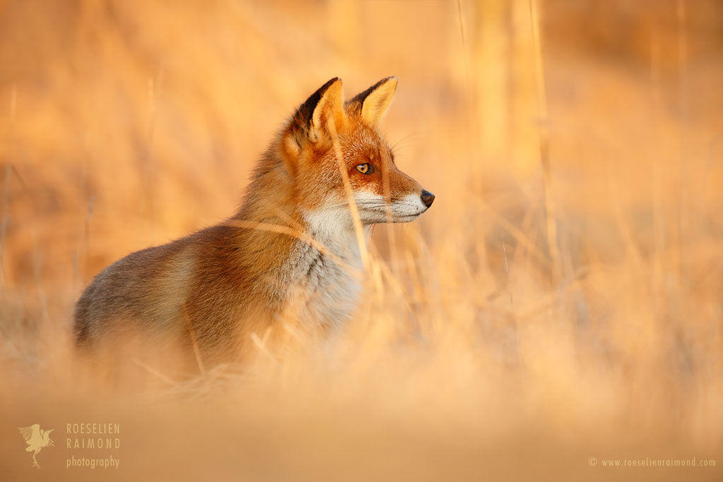 Red Fox in Red